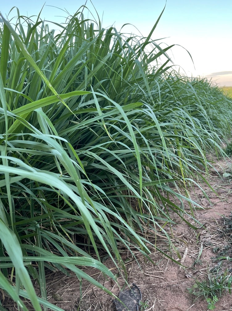 Capim Massai Agrotech